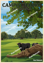 Campo Charro